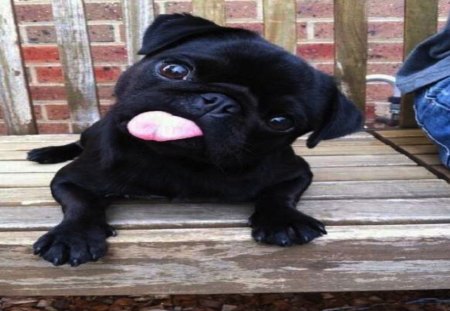 Silly Pug - silly, pug, black, funny, dog, little, tongue