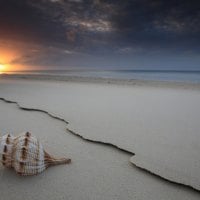 Shell on Beach Sand