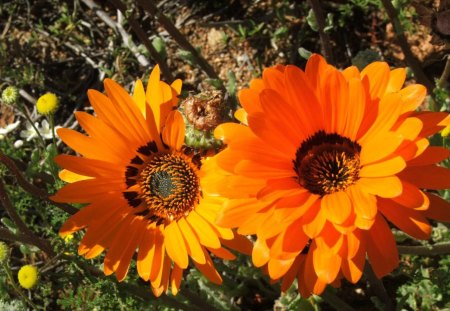 NAMAQUALAND IN ORANGE