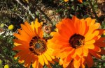 NAMAQUALAND IN ORANGE