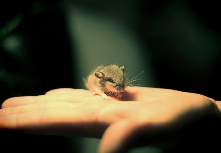 Mice - animal, mice, photo, hand