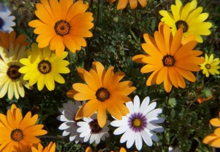 SHADES OF ORANGE - fields, nature, seasons, flowers, daisies, views