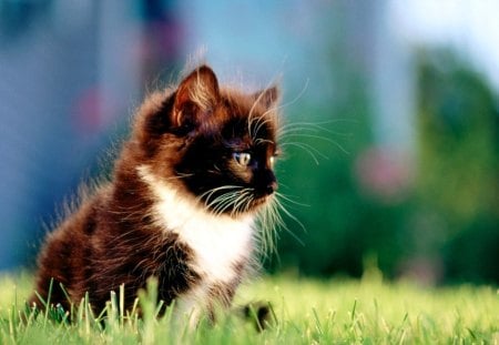 kitten in the grass - nice, marvellous, trees, animals, kittens, great, wonderful, super, amazing, pretty, grass, cute, outside, skyphoenixx1, adorable, kitty, wallpaper, stunning, outstanding, lovely, kitten, nature, picture, beautiful, animal, sweet, awesome, fantastic