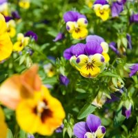 Pansy Patch.