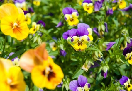 Pansy Patch. - a, nice, very, picture