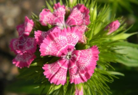 Purple Flowers - flower, strange, purple, beautiful