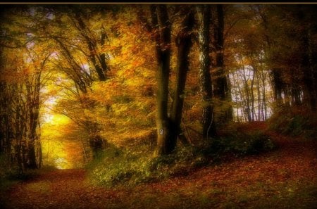 Art of Autumn - autumn, trees, light, day, path, nature, yellow, forest, leaves, colors