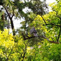 Bird in a tree