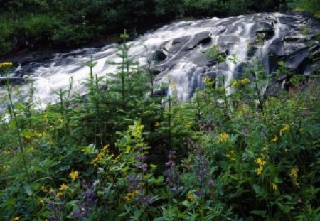 Wildflowers-Along-Para�so-Creek-Mount-Rainier-National-Park-Washington.