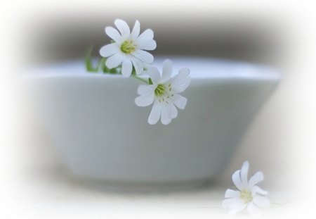 Three - thre, flowers, still life, daisies