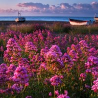 Coast of Flowers