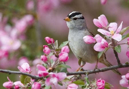 Bird of Spring - birds, amazing, wildfloers, spring, pink, photo, flowers, seasons, nice, branches, trees, beautiful, photography, beauty, colors, cool, natural, nature, awesome, gray, cute, background, animals