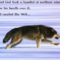 wolf wisdom