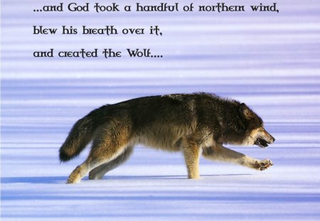 wolf wisdom - wolf wisdom, snow, animal, wallpaper, world