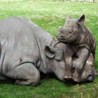 Baby Rhino Calf Having Some Fun!