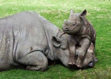 Baby Rhino Calf Having Some Fun! - play, rhinoceros, baby, calf, silly, mother, funny