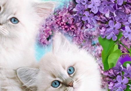 Kitten Blue Eyes - blossoms, summer, lavender, lilac, spring, leaves, flowers, fluffy, purple, kittens, blue eyes, blooms, lilacs, love, sweet, cat, feline, loveable, kitty