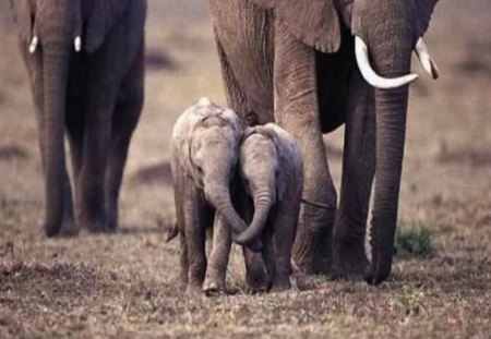 Holding Trunks... - stroll, baby, sweet, family, elephant, trunks, calf, cute, friends