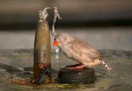 Bird Enjoying a Shower - fountain, bath, water, bathe, shower, bird