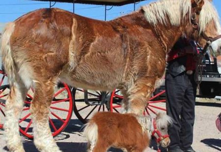 Large Horse with it's Own Mini-Me!! - miniature, big, pony, little, minime, contrast, tiny