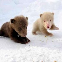 Brand New Baby Bear Cubs