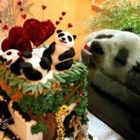 Panda Wants Cake So Bad He Can Almost Taste It!