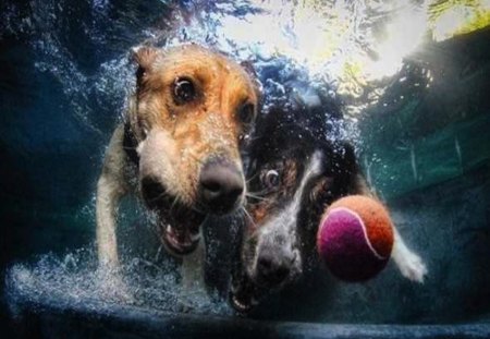 Keep Your Eye on the Ball! - ball, fetch, dog, faithful, persistant, dive, funny, underwater, devoted, cute, swim