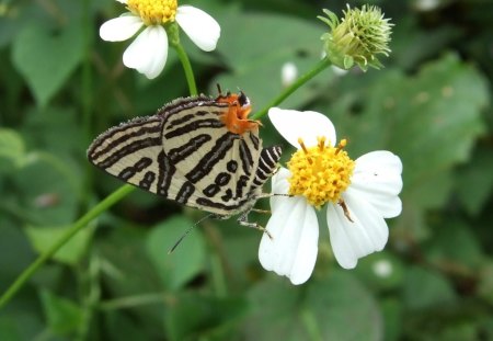 BORBOLETA - fauna, animal, natureza, inseto, flora, flor