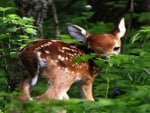 Shy Baby Deer