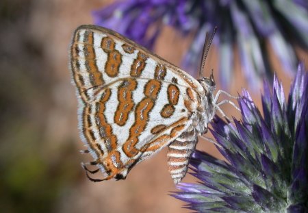 BORBOLETA - fauna, flora, inseto, flor, animal, natureza