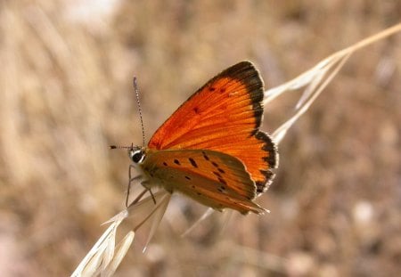 BORBOLETA - fauna, animal, natureza, inseto, flora