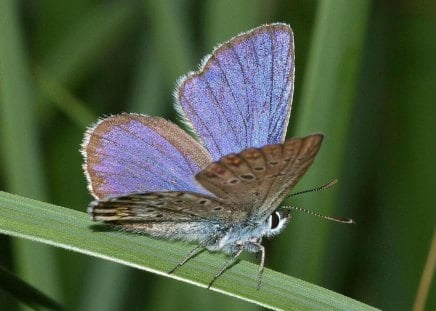 BORBOLETA - fauna, flora, inseto, animal, natureza