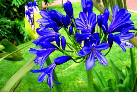 Flower Series --Agapanthus flower#1 - series, pretty, blue, flower