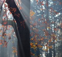 Leaves Bathed in Light