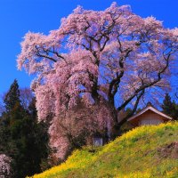 Pink Tree