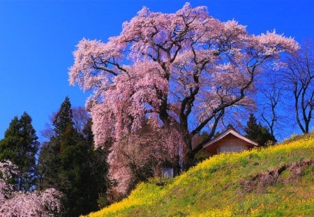 Pink Tree - yellow, summer, amazing, phot, beautiful, photography, blue sky, beauty, grass, forest, pink, tree, nature, field, sky