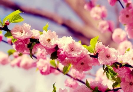 Pink Flower - flower, tree, buds, pink