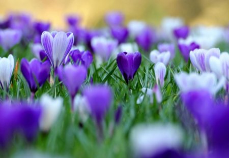 Purple - nature, purple, tree, flower