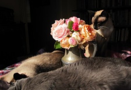 Dreaming with flowers.... - flowers, cats, dreaming, animals