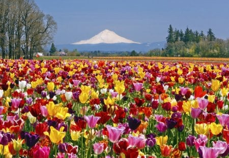 Tulip fields - fields, mountain, wonderful, amazing, beautiful, colors, flower, asia, fuij