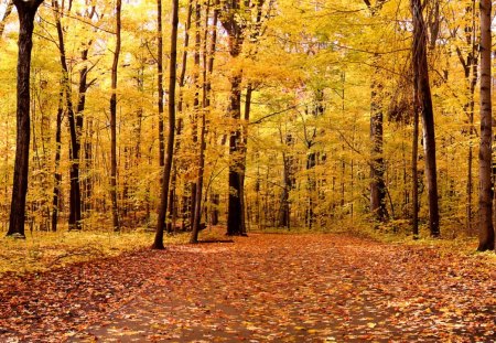 Autumn Forest - tree, forest, nature, autumn