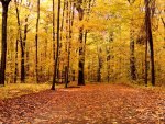 Autumn Forest