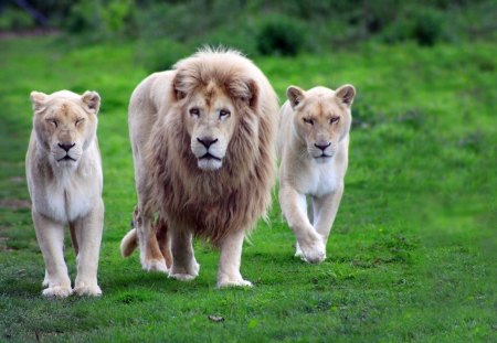 Lion - animal, lion, roar, jungle