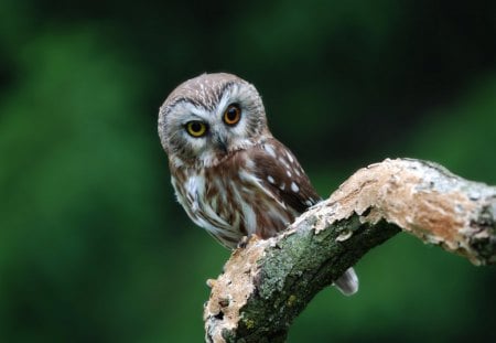 Owl - owl, bird, animal, tree