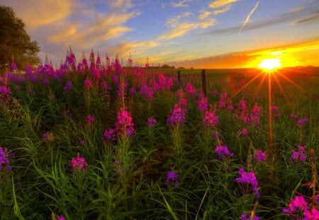 WILD FLOWERS @ SUNSET - prairie, alberta, scenic, flower, wildflower, sunset, canada, purple, twilight, serenity, plants, field, dusk, sky, grassland