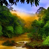 RAIN FOREST RIVER VALLEY