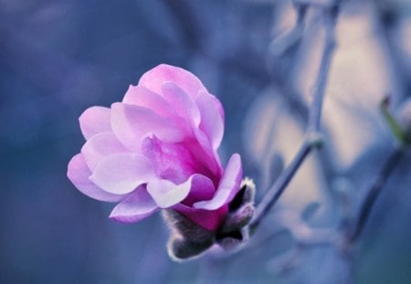 beautiful flower - flower, pink, nature, blue