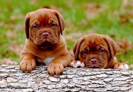 BORDEAUX PUPPIES - adorable, puppies, french mastiff, bordeaux bulldog