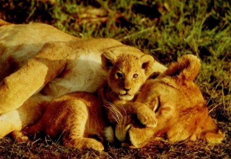 WATCHING OVER MY MUM - lions, bushveld, africa, cats, mums and daughters, savannah, wildlife