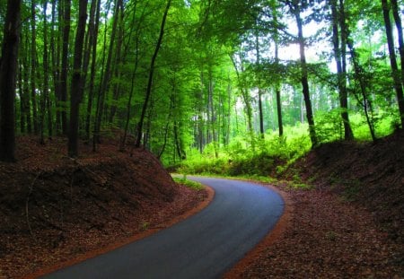 Road Through The Forest - forest, road, ground, leaves, sky, land, light, trees, nature, day, green